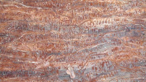 beetle galleries